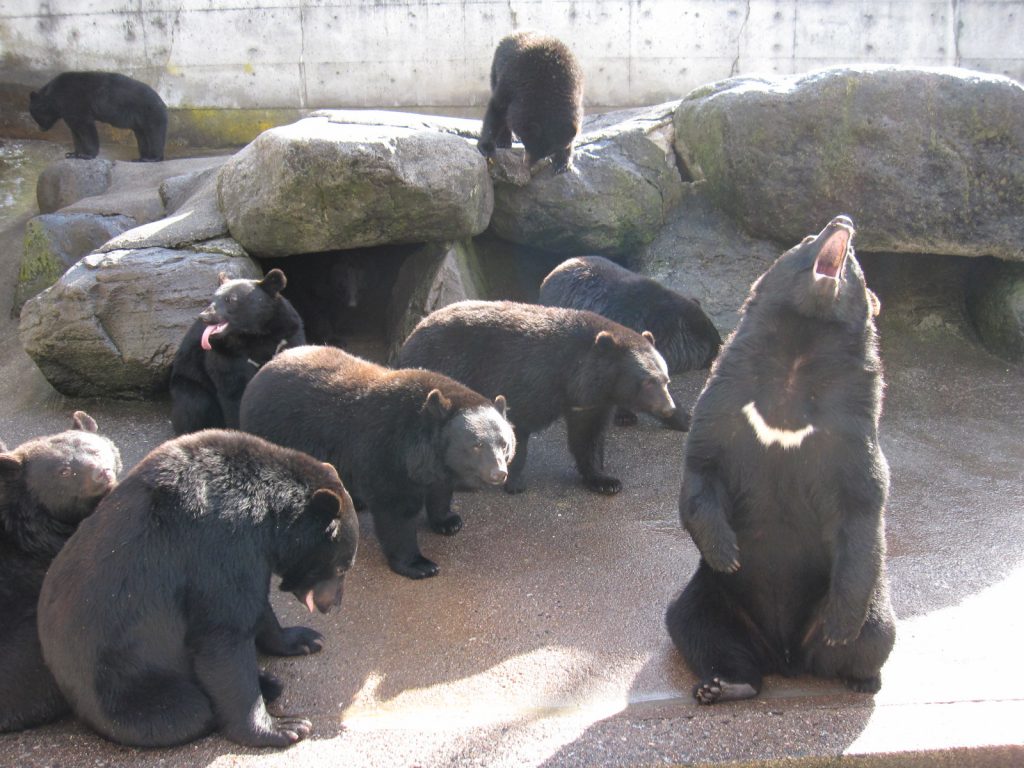 奥飛騨クマ牧場 奥飛騨温泉郷観光協会