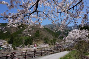 栃尾温泉桜まつり