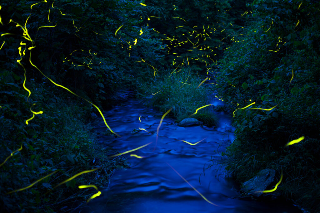 蒲田川沿いの蛍　栃尾温泉